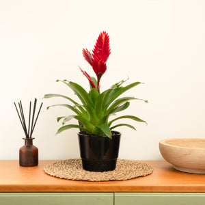 Vriesea Flaming Sword | Red - Indoor Plant