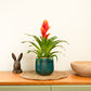 Vriesea Flaming Sword | Red-Orange