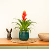Vriesea Flaming Sword | Red-Orange