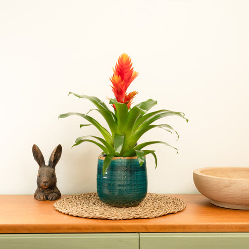 Vriesea Flaming Sword | Red-Orange