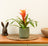 Bromeliads & Guzmania
