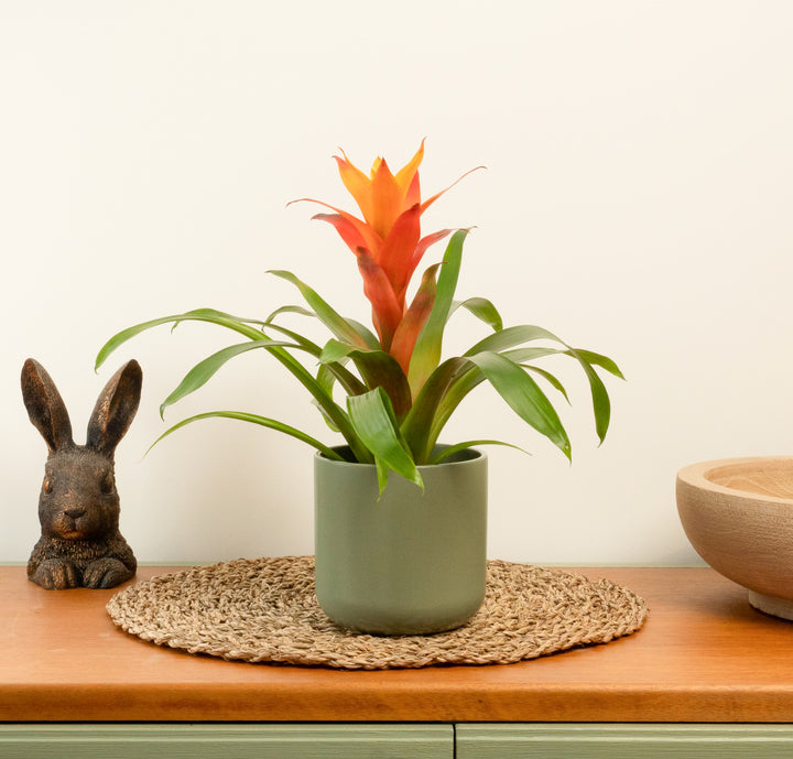 Flowering Guzmania | Jazz Orange