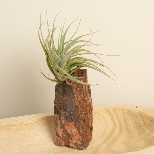 Air Plant | Flexuosa | Air Plants