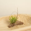 Air Plant | Green