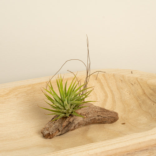 Air Plant | Green