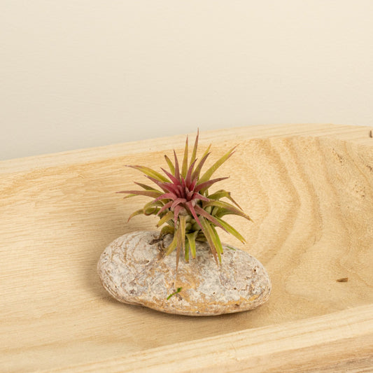 Air Plant | Red | Small Plants & Tot Pots