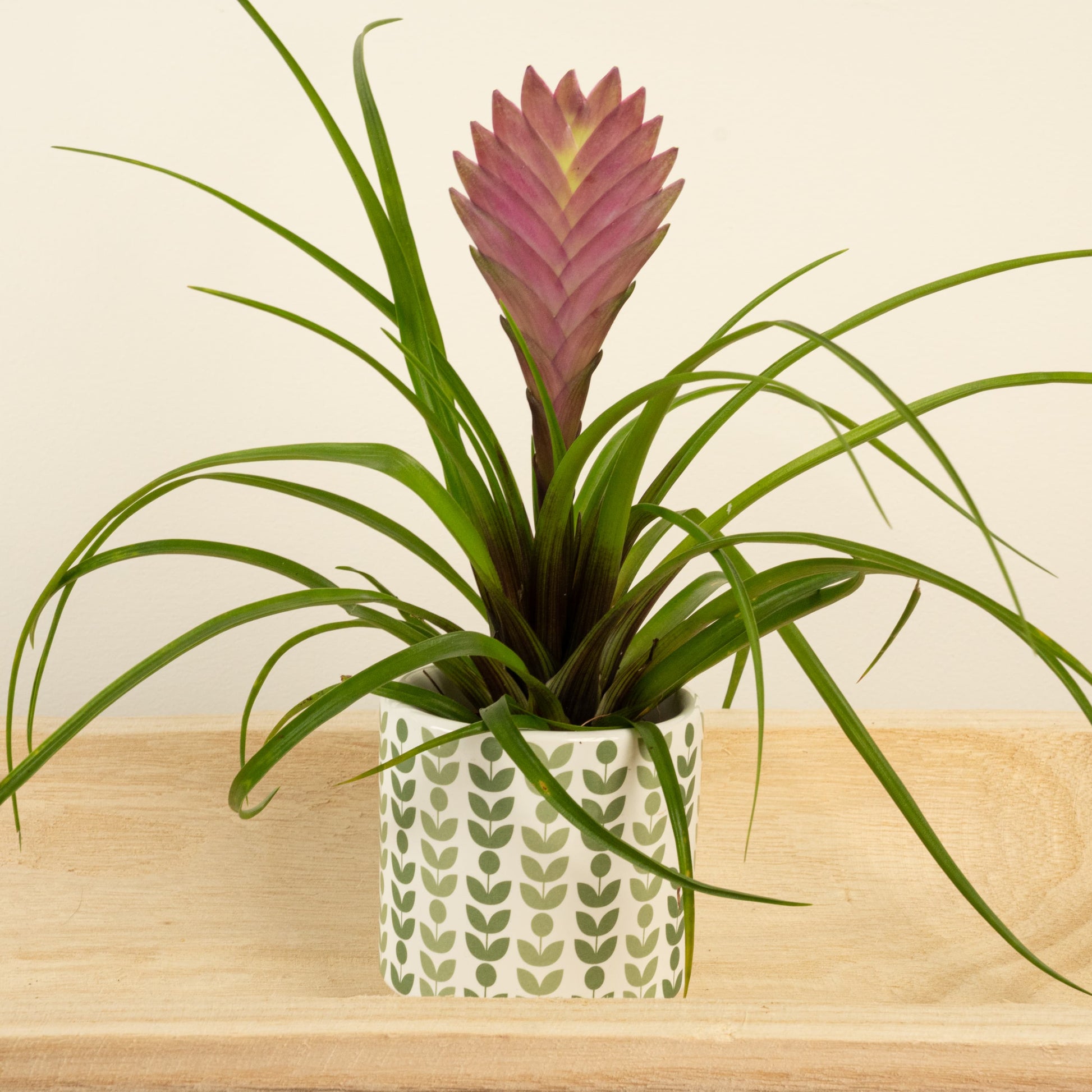 pink quill air plant Pink Quill Plant