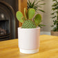 Bunny Ears Cactus | Red