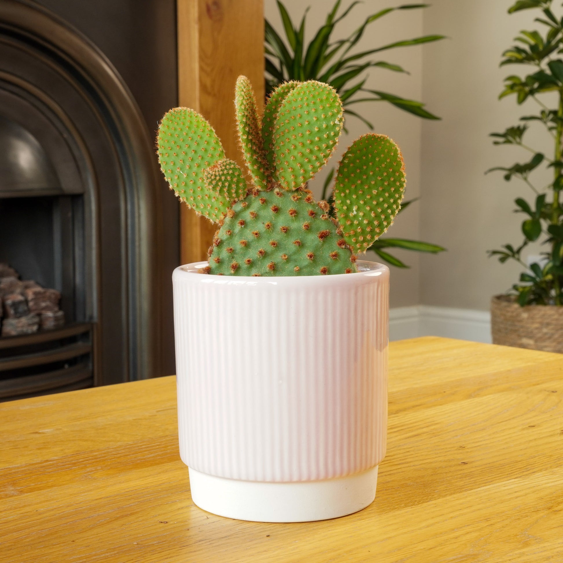 Bunny Ears Cactus | Red