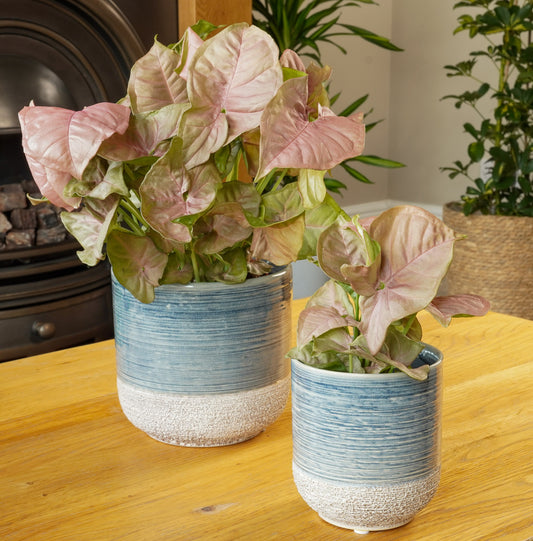 Pink Arrowhead Vine | Hard To Find | Potted Houseplants