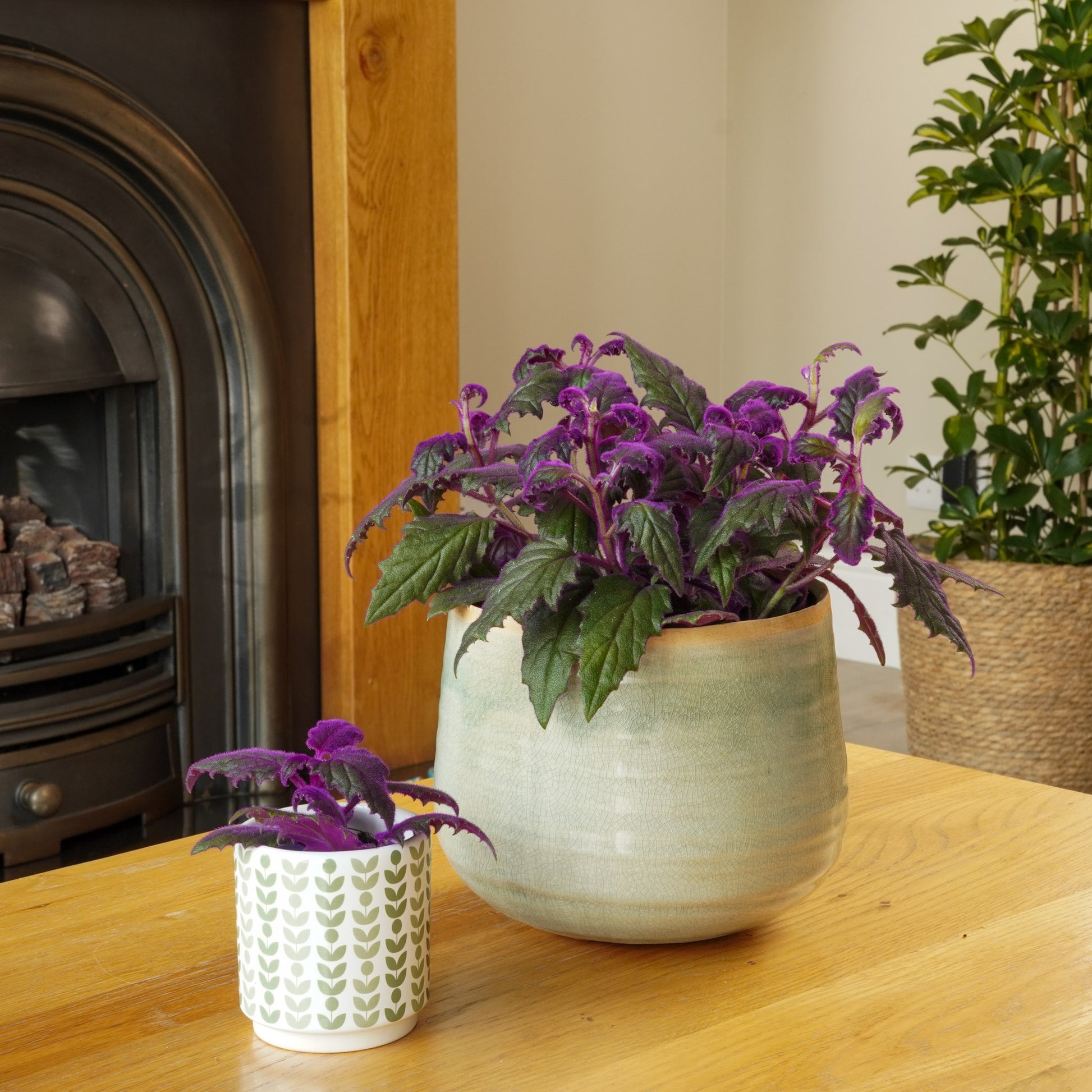 purple passion indoor plant Velvet Plant