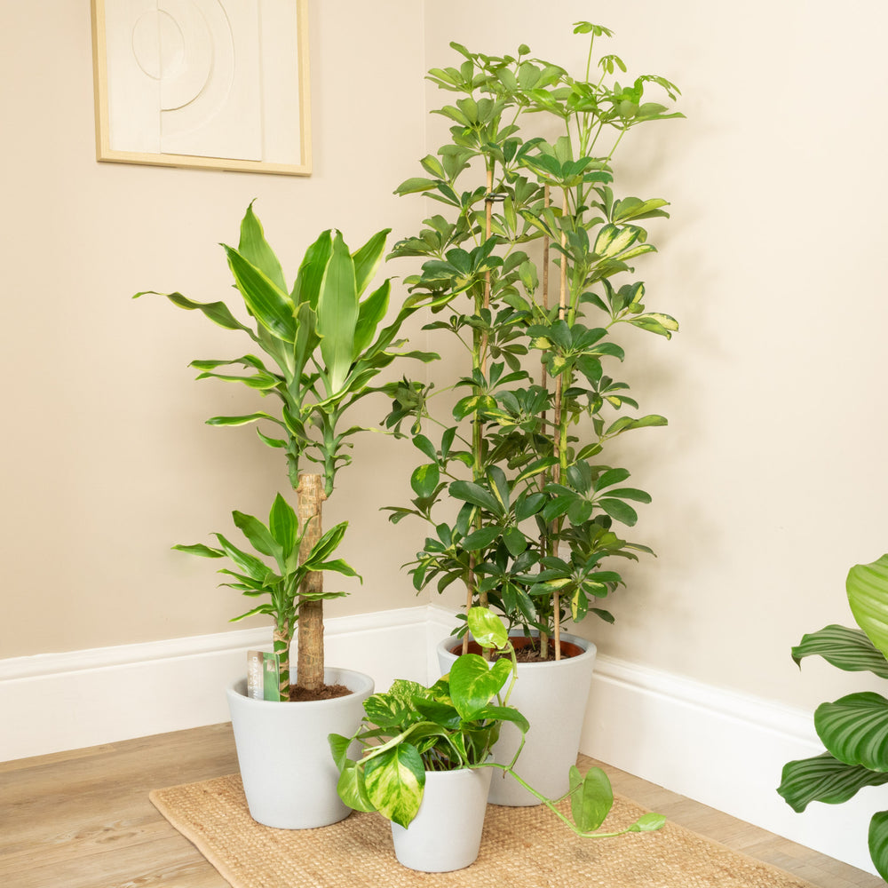 Indoor Sunshine | Plant Bundle | 3 X PLANTS | 3 X POTS | Indoor Plant Bundle