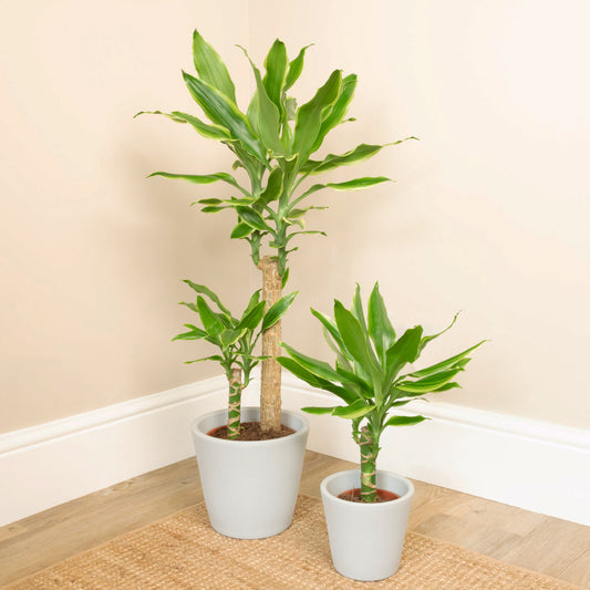 Palm | Gold Coast | Perfect Plants for Under £50