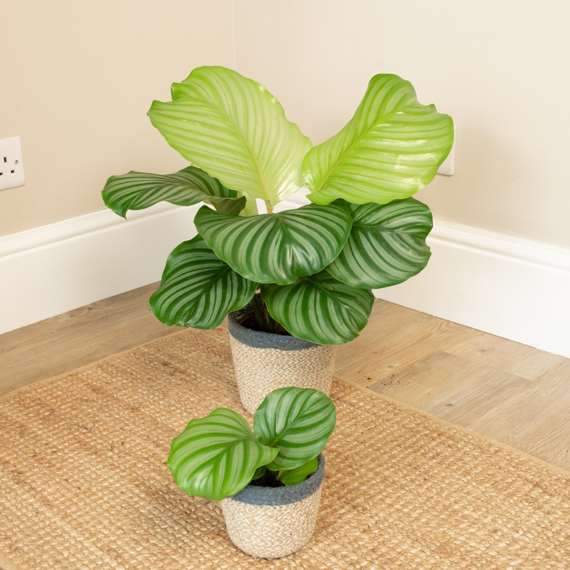 prayer plant care uk Prayer Plant