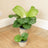 Calatheas & Ctenanthe