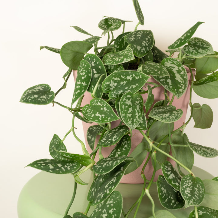 pothos bundle Trailing Trio Of Pothos | Plant Bundle | 3 X PLANTS