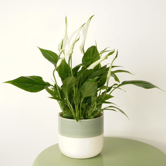 Peace Lily | Chopin | Air Purifying Plants