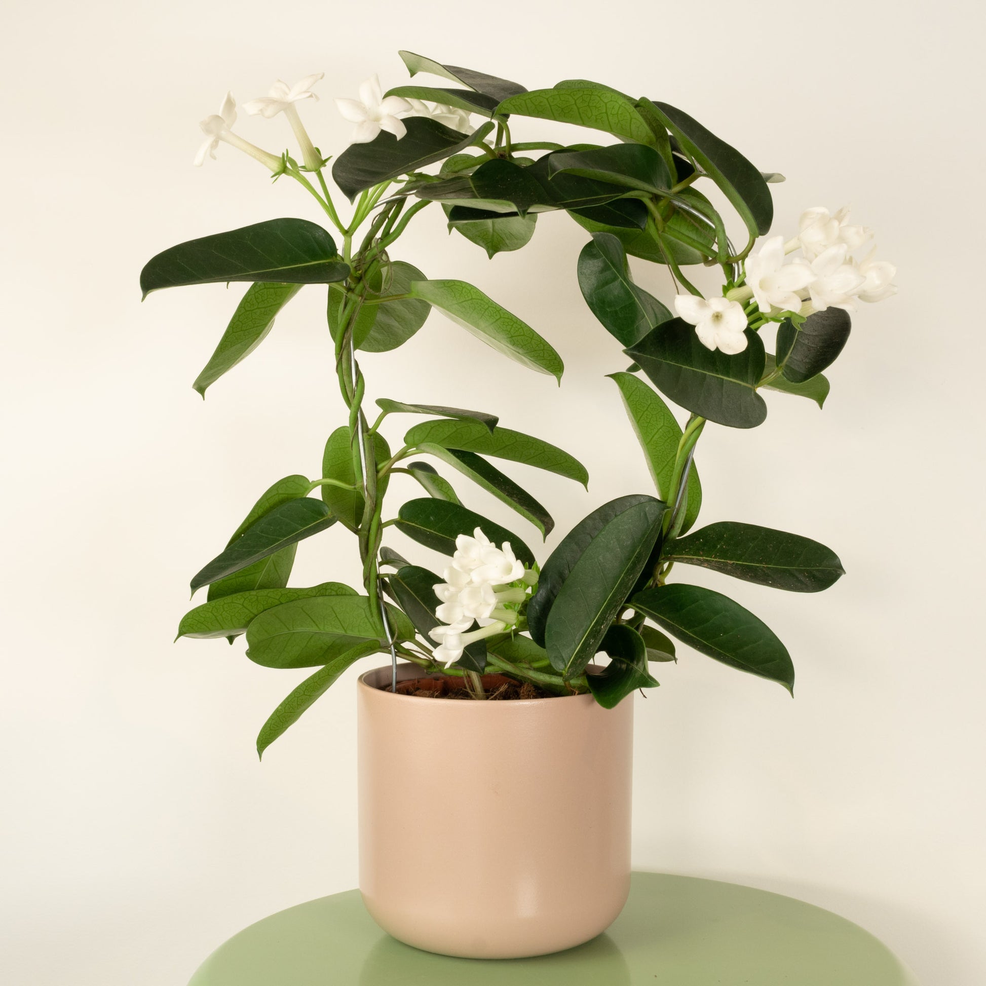 indoor jasmine plant uk Madagascar Jasmine