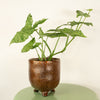 Arrowhead Vine | Mottled Mojito | Rare Plant