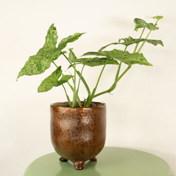 Arrowhead Vine | Mottled Mojito | Rare Plant