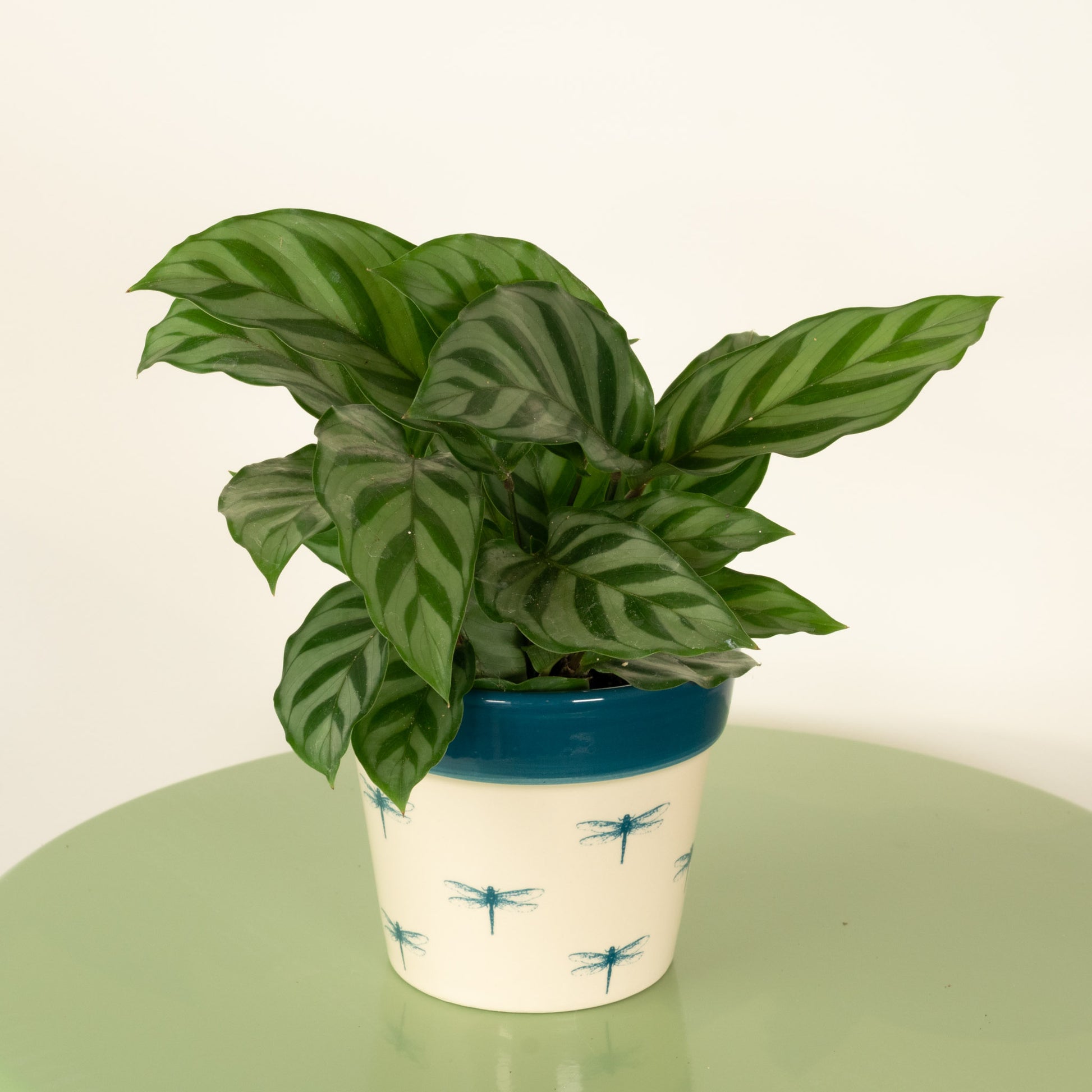 freddie prayer plant Prayer Plant