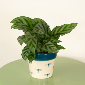 Prayer Plant | Freddie - Indoor Plant