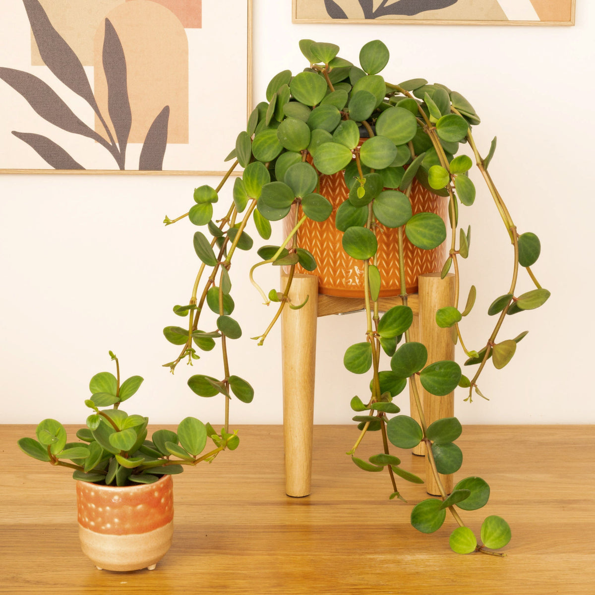 Radiator Plant | Hope & Peperomia Deppeana × Quadrifolia | Peperomia ...