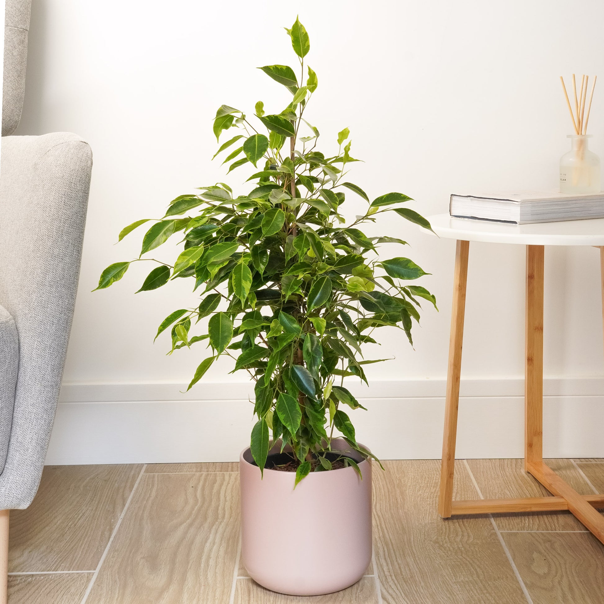 indoor weeping plants Weeping Fig