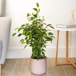 Weeping Fig | Anastasia - Indoor Plant