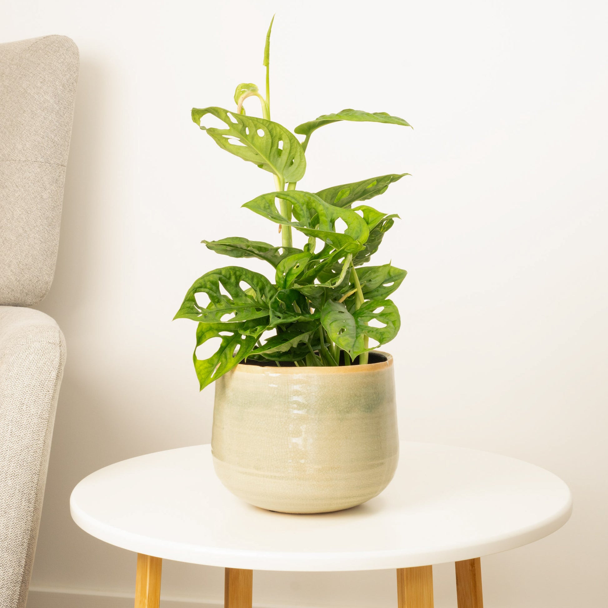 25 40cm monstera adansonii monkey mask 11cm pot house plant Monstera