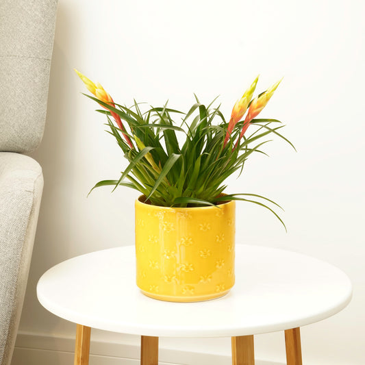 Vriesea Flaming Sword | Shannon | Perfect Plants for Under £30