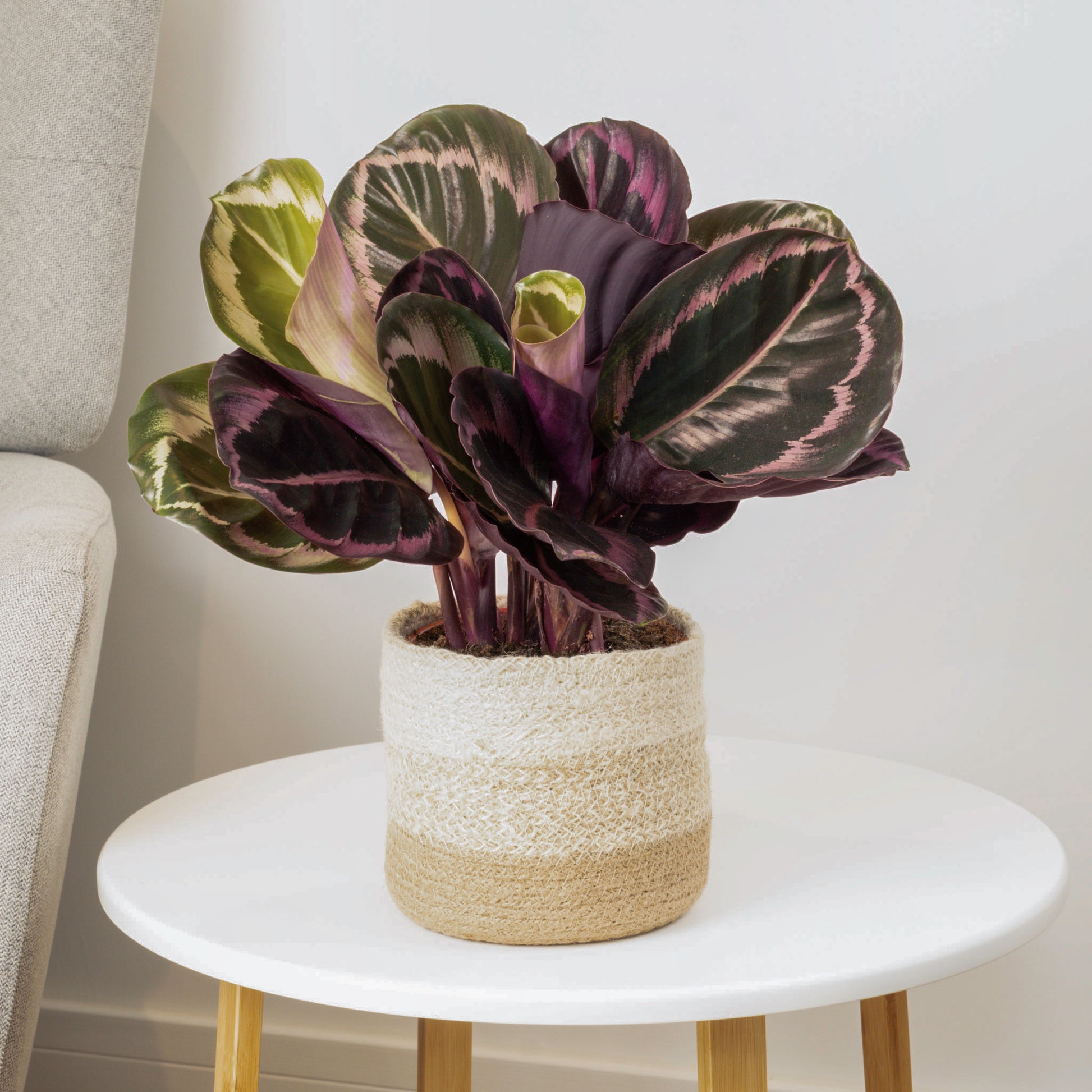 purple prayer plants Prayer Plant
