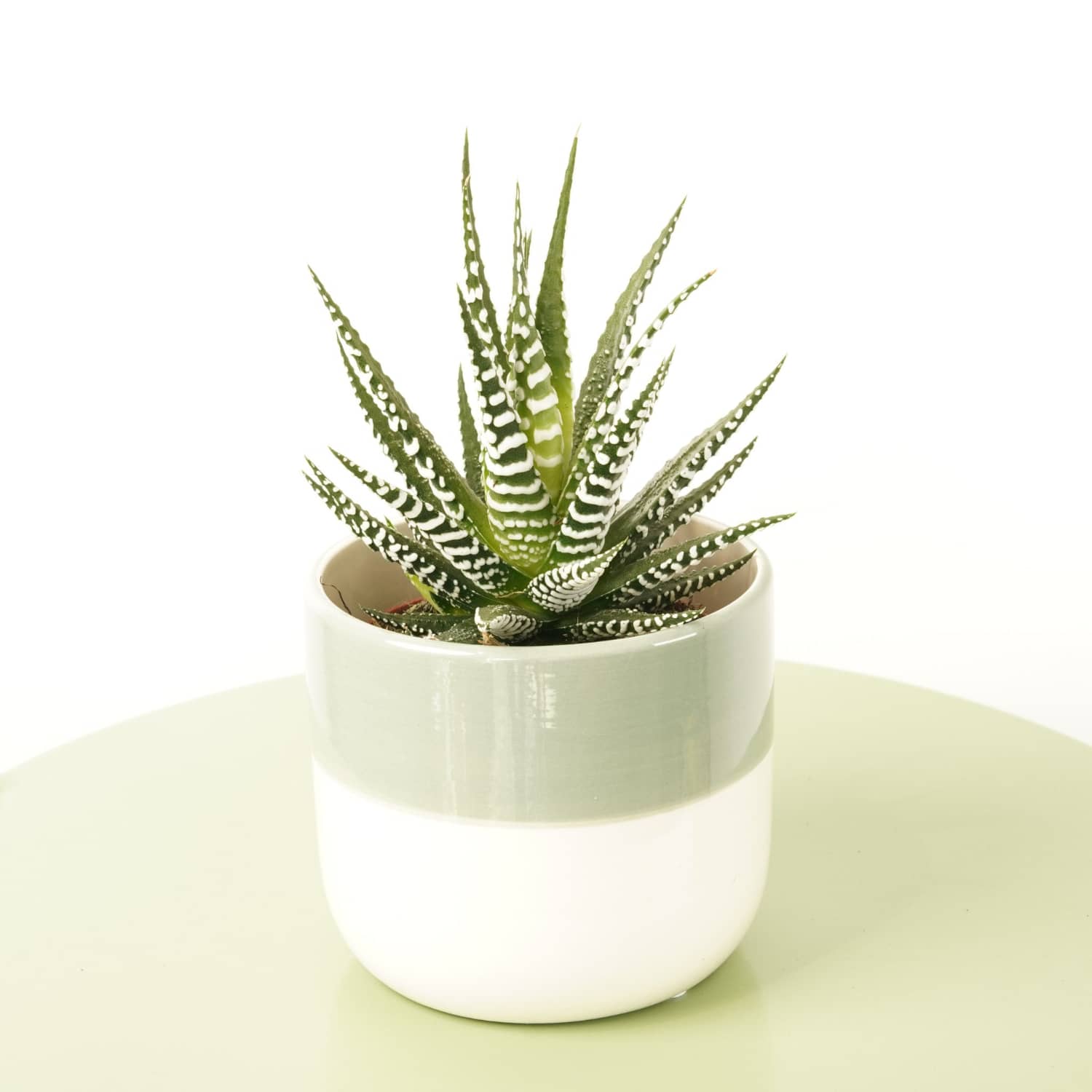 big band succulent Zebra Cactus