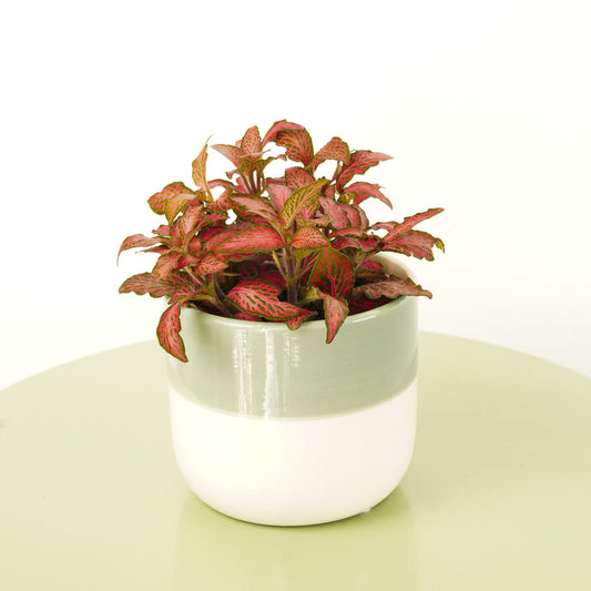 Nerve Plant | Forest Flame Red | Christmas Plants & Gifts