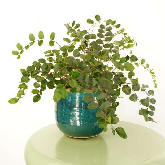 Button Fern | Hard To Find | Potted Houseplants