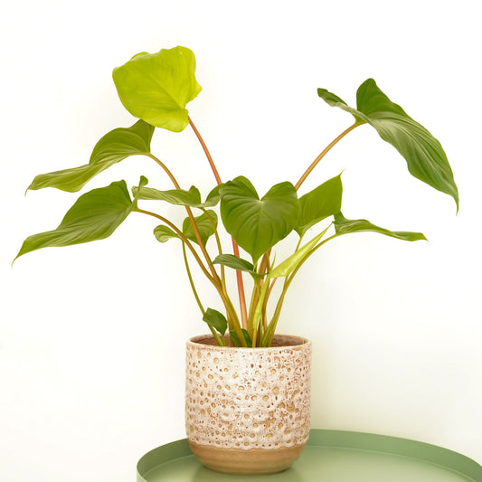 Queen Of Hearts | Maggy | Perfect Plants for Under £50