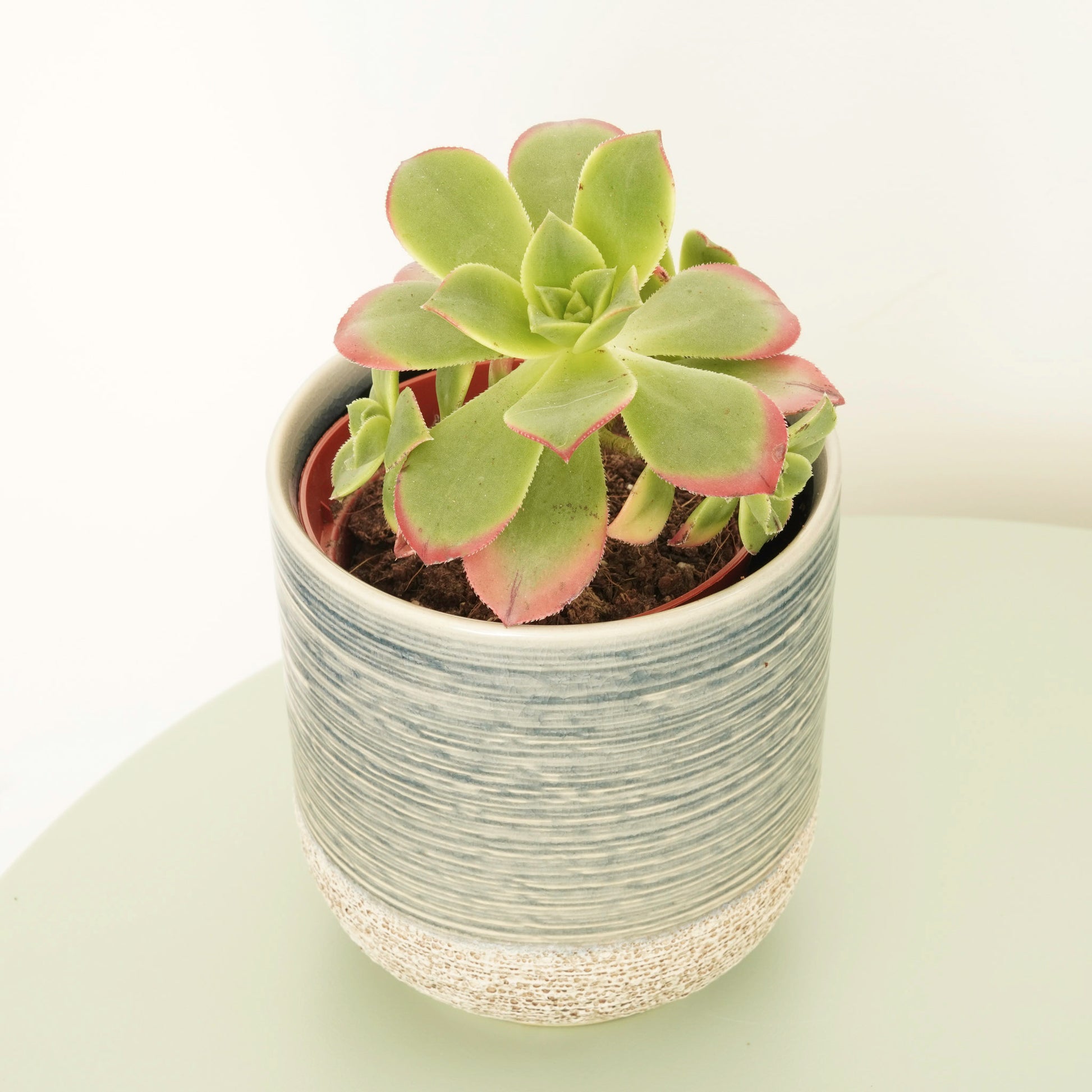 tree house leek plant Tree Houseleek | Kiwi