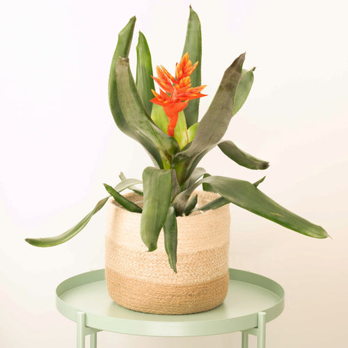Aechmea | Pepita Flame Orange