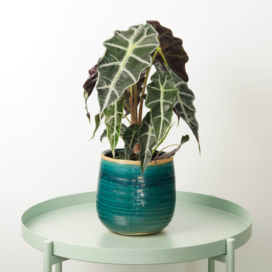 Elephant Ear | Polly | Perfect Plants for Under £30