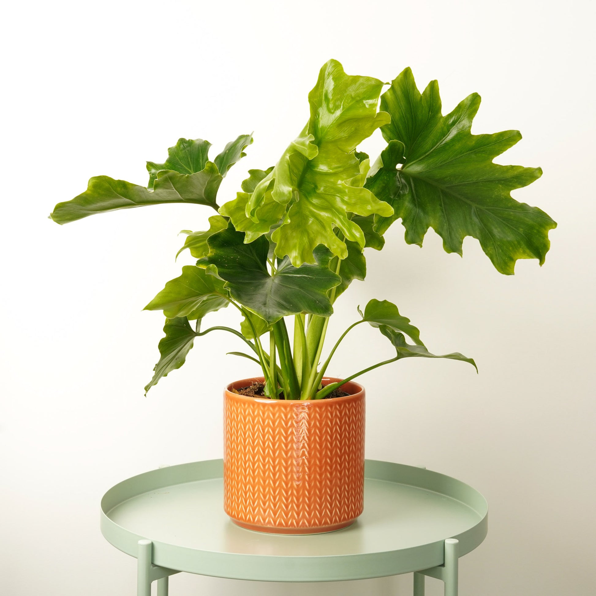 philodendron selloum shangri la Philo