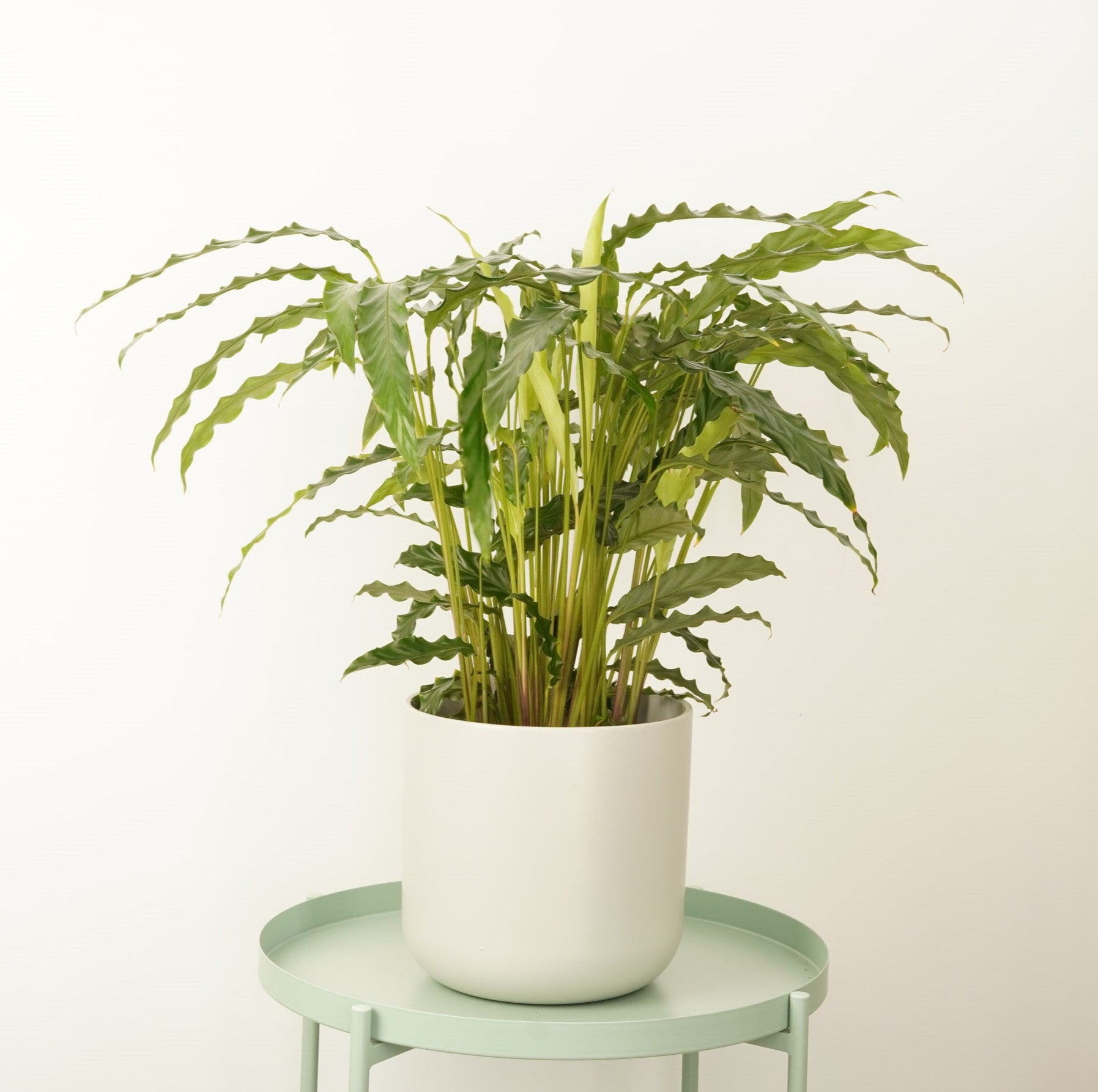 fuzzy leaf plant indoor Fuzzy Feathers | Tropistar | Blue Grass