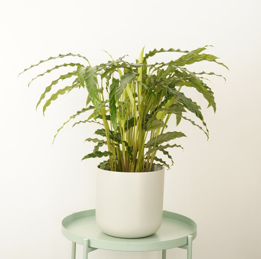 Fuzzy Feathers | Tropistar | Blue Grass | Perfect Plants for Under £50