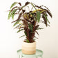 Fuzzy Feathers | Elgergrass