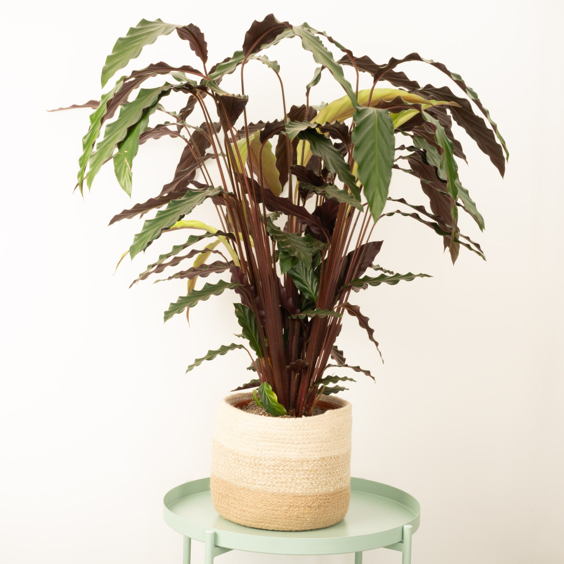 elgergrass prayer plant Fuzzy Feathers