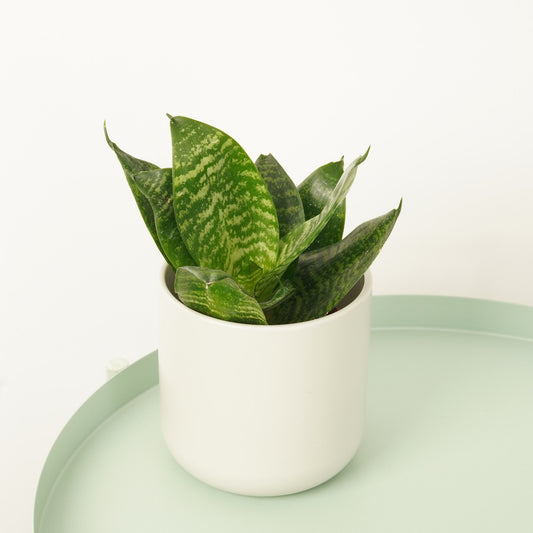 Snake Plant | Hahnii | 