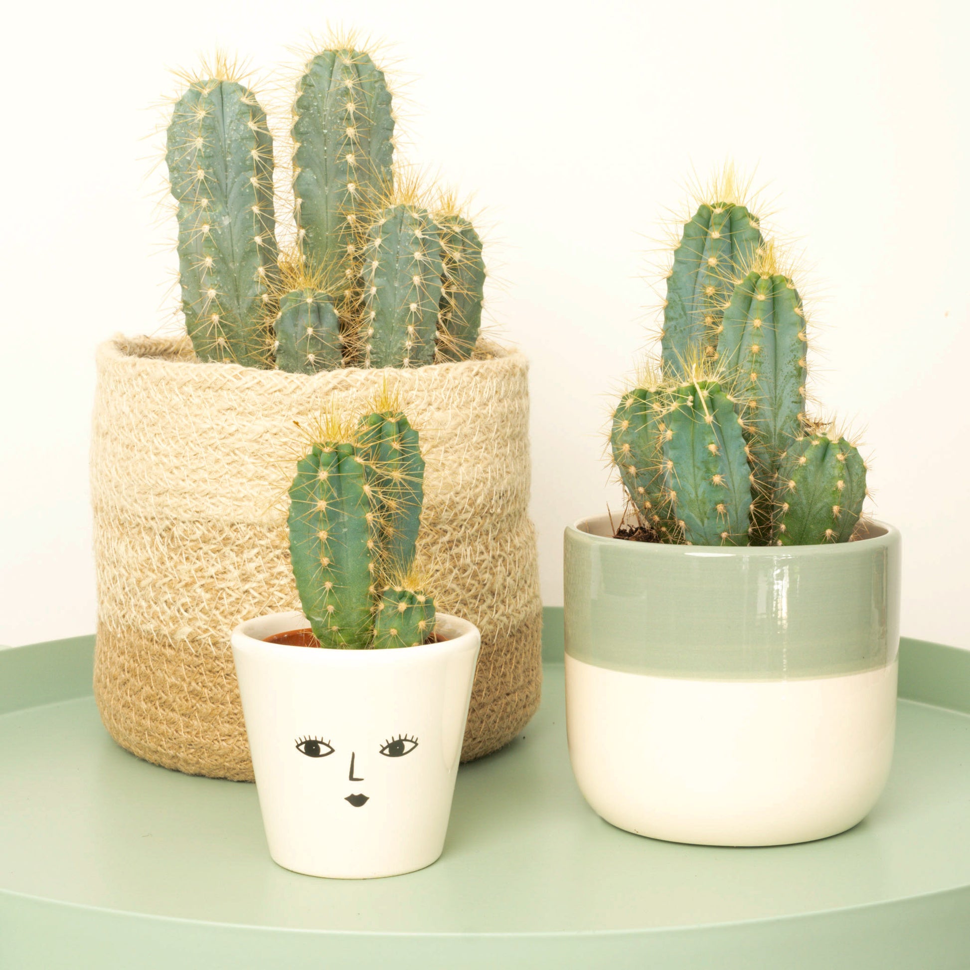 cactus plant pots uk Blue Torch Cactus
