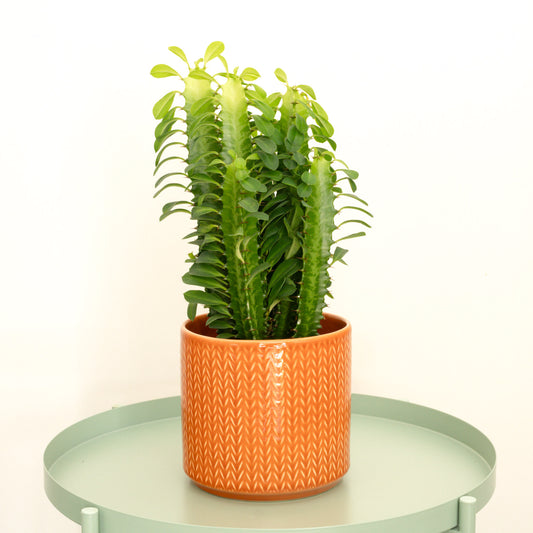 African Milk Tree | Green | Air Purifying Plants