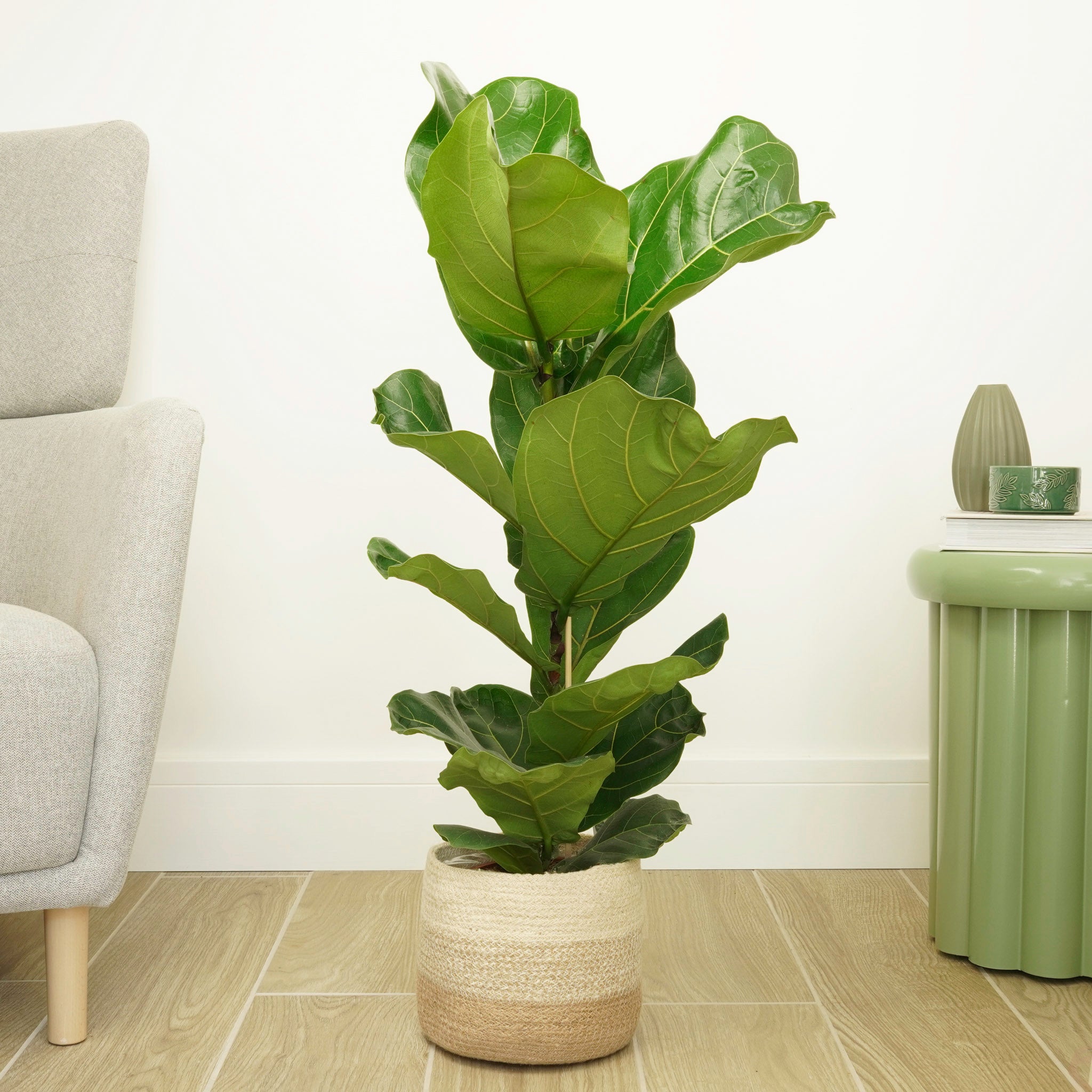giant leaf plant indoor Fiddle Leaf Fig