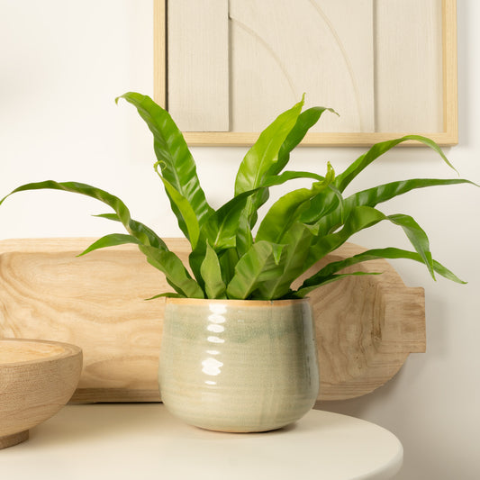 Birds Nest Fern | Antiquum | Houseplant Moving Sale