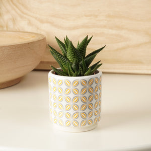 Zebra Cactus | Limafolia - Indoor Plant